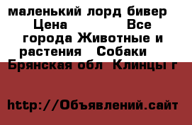 маленький лорд бивер › Цена ­ 10 000 - Все города Животные и растения » Собаки   . Брянская обл.,Клинцы г.